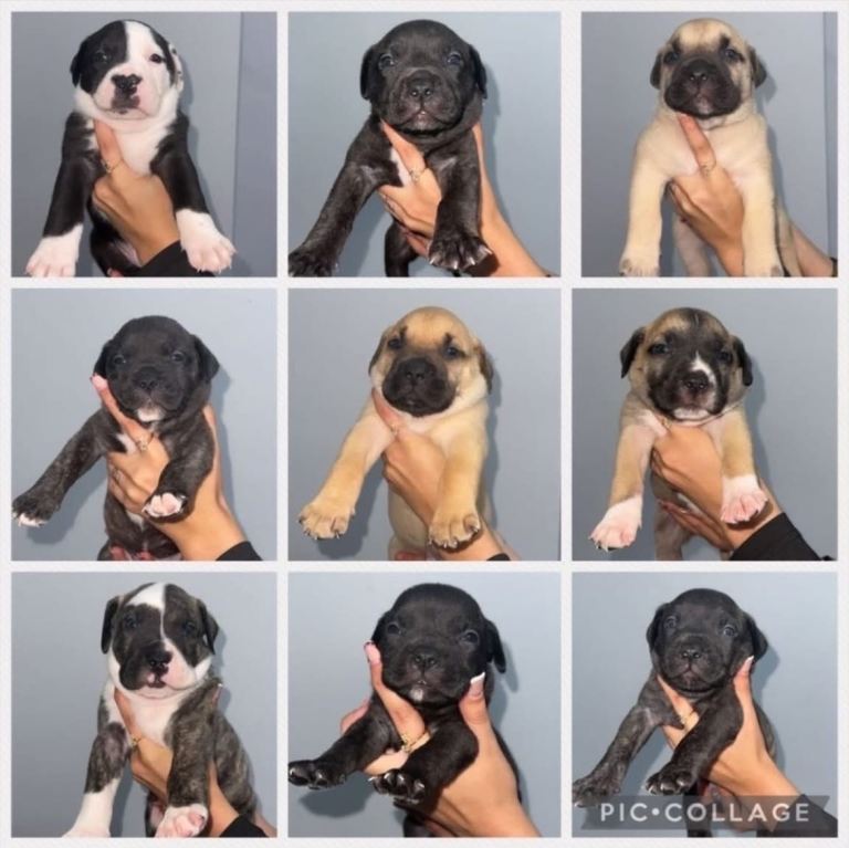 puppies for sale