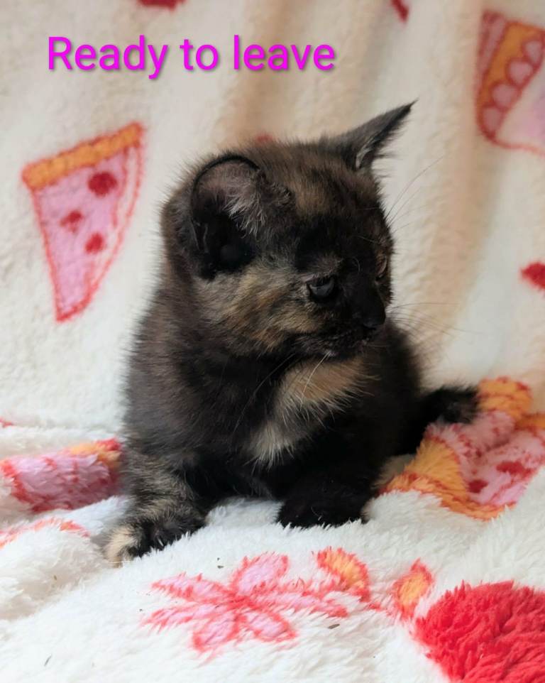 Pretty kittens, various colours, wormed/flead/litter trained/  FROM £80  READY TO LEAVE