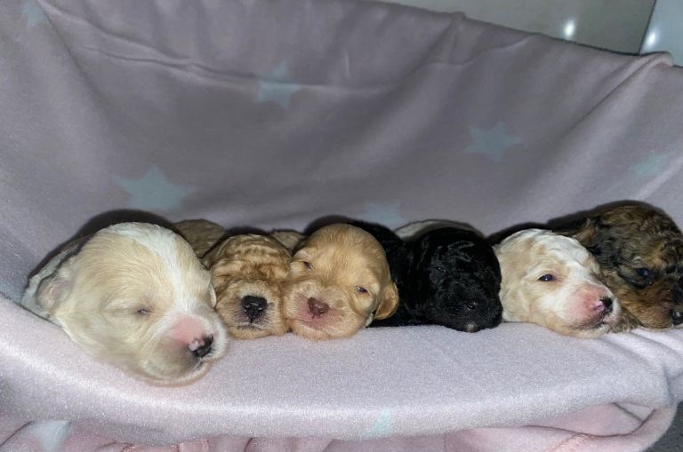 F1B Cockapoo puppy’s 