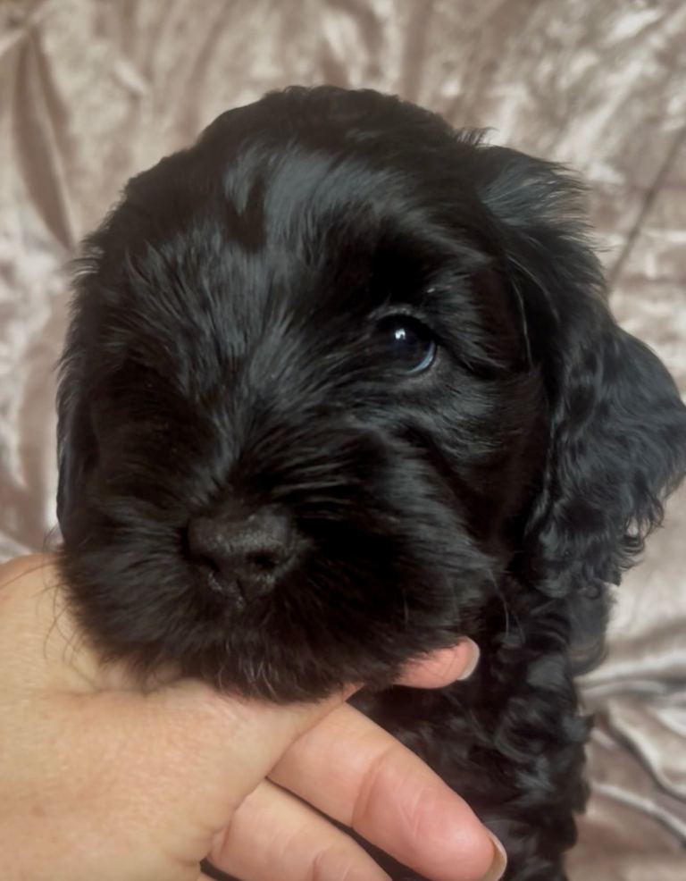 Cockapoo puppy