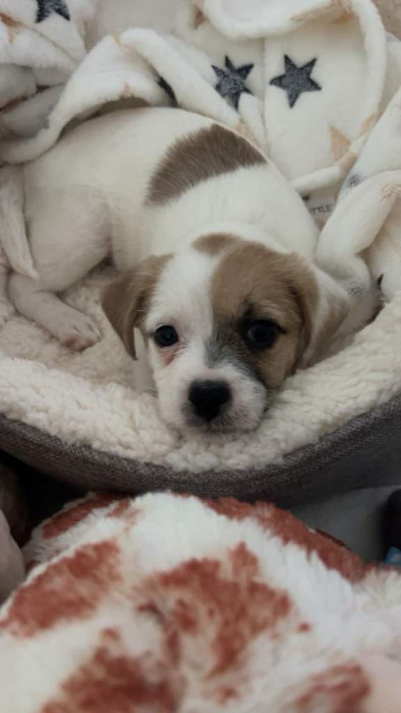 Puppy