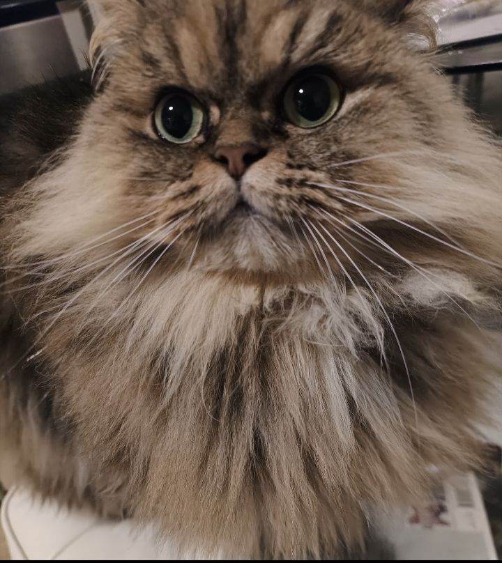 Persian/Ragdoll 4 years old female for rehoming 