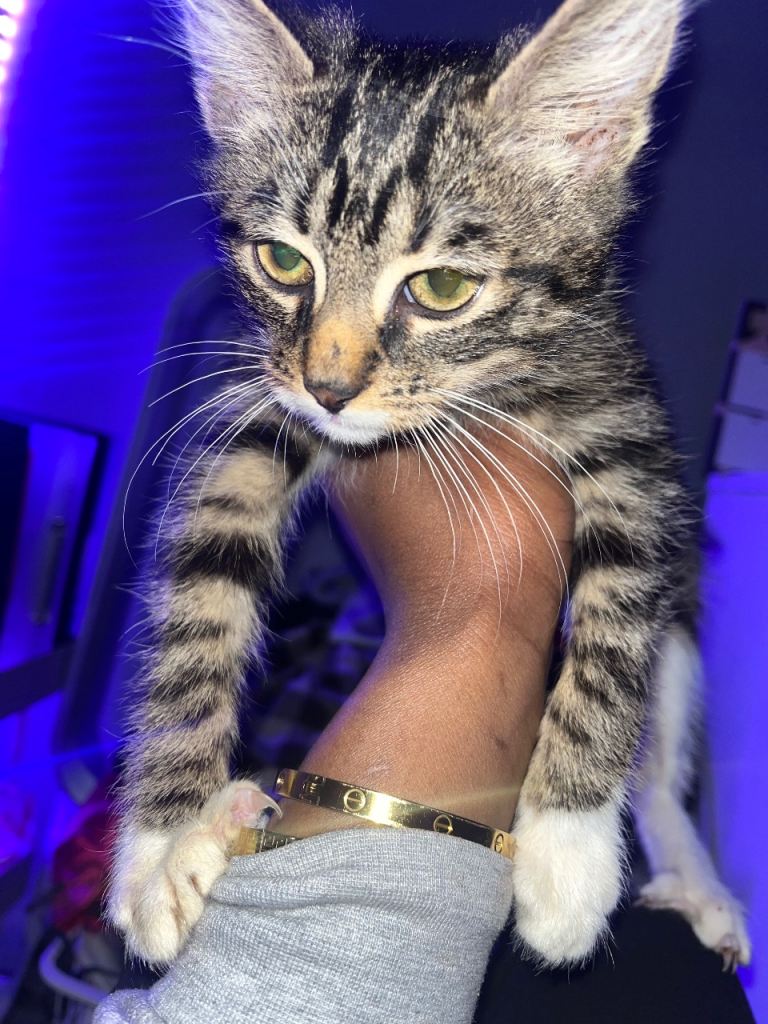 Two beautiful mixed breed kittens(Japanese bobtail and unknown )