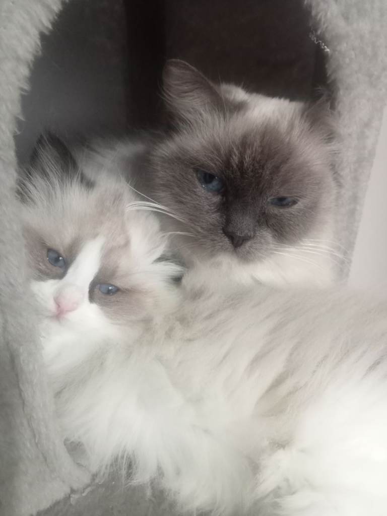 Purebred ragdoll kittens