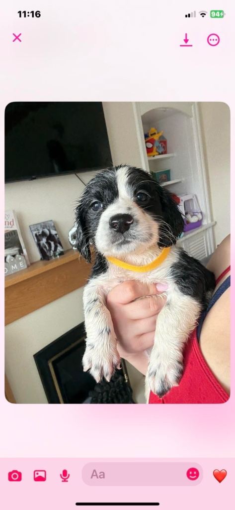 Cocker spaniel puppies
