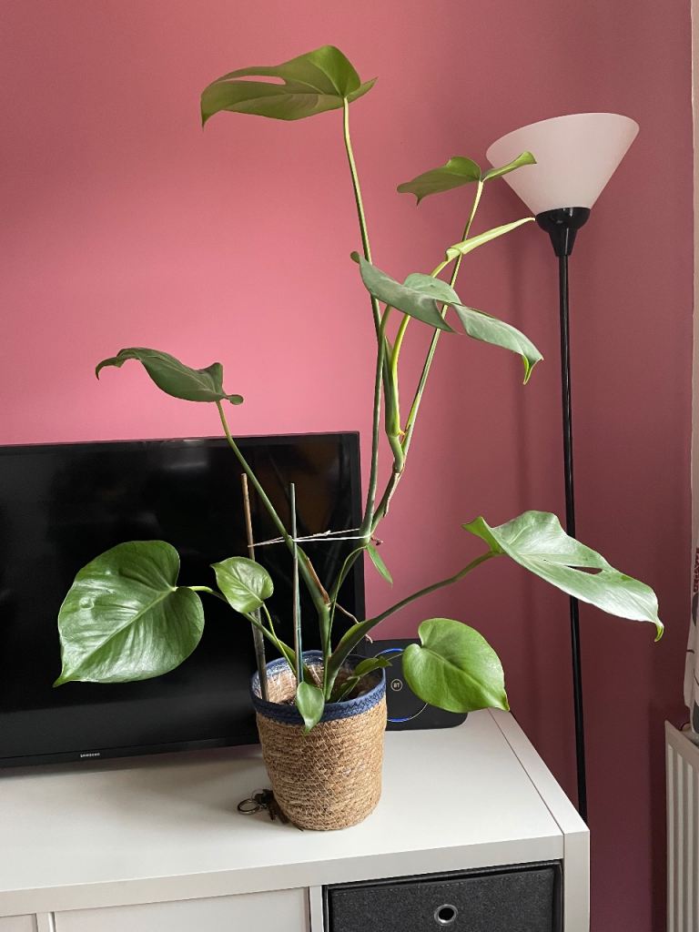 Free plant