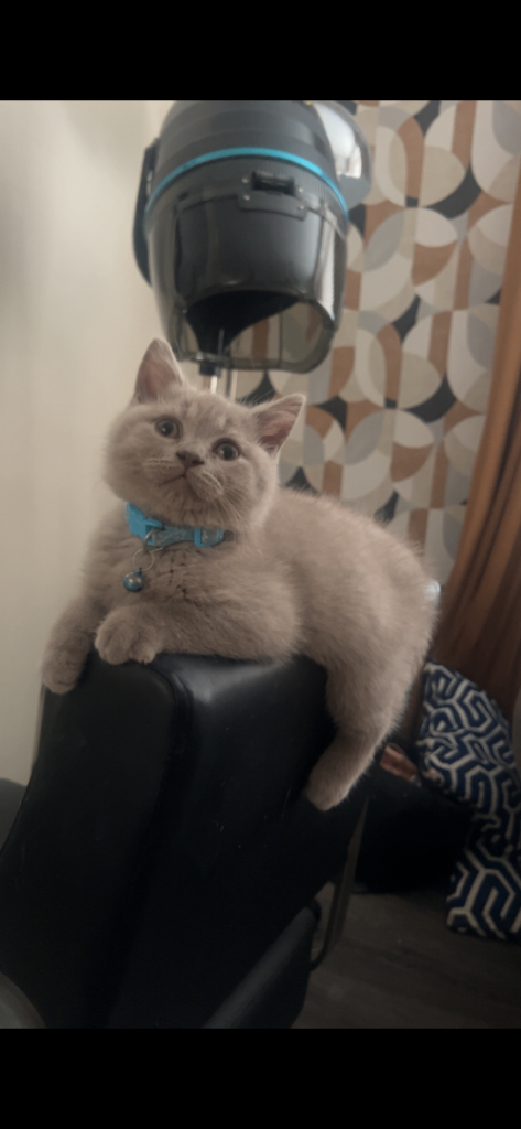 x3 Full British Shorthair Kittens