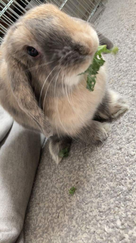 image for House rabbit 