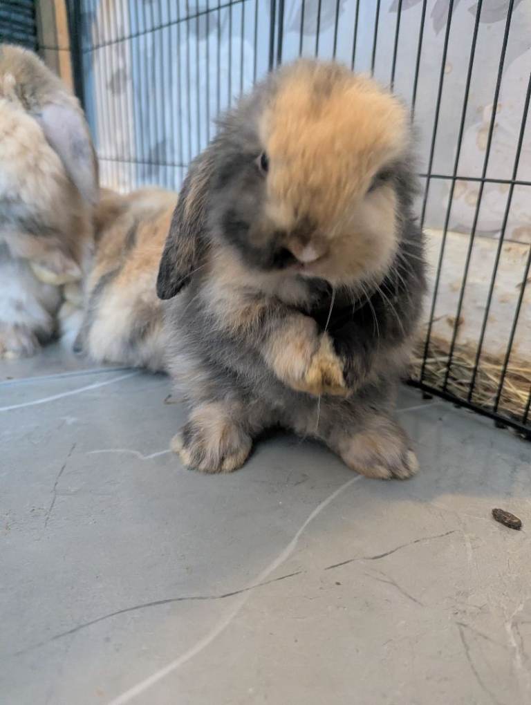 Mini lop 
