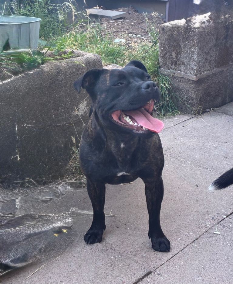 Champion Pedigree Staffordshire Bull Terrier Puppies – Exceptional Lineage & Health Clear