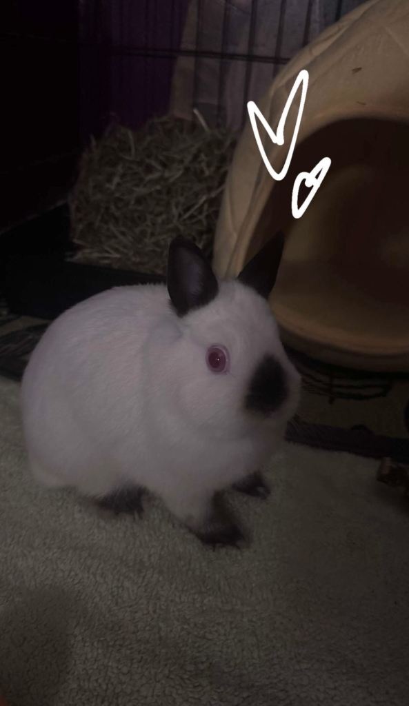 Netherlands dwarf rabbit 