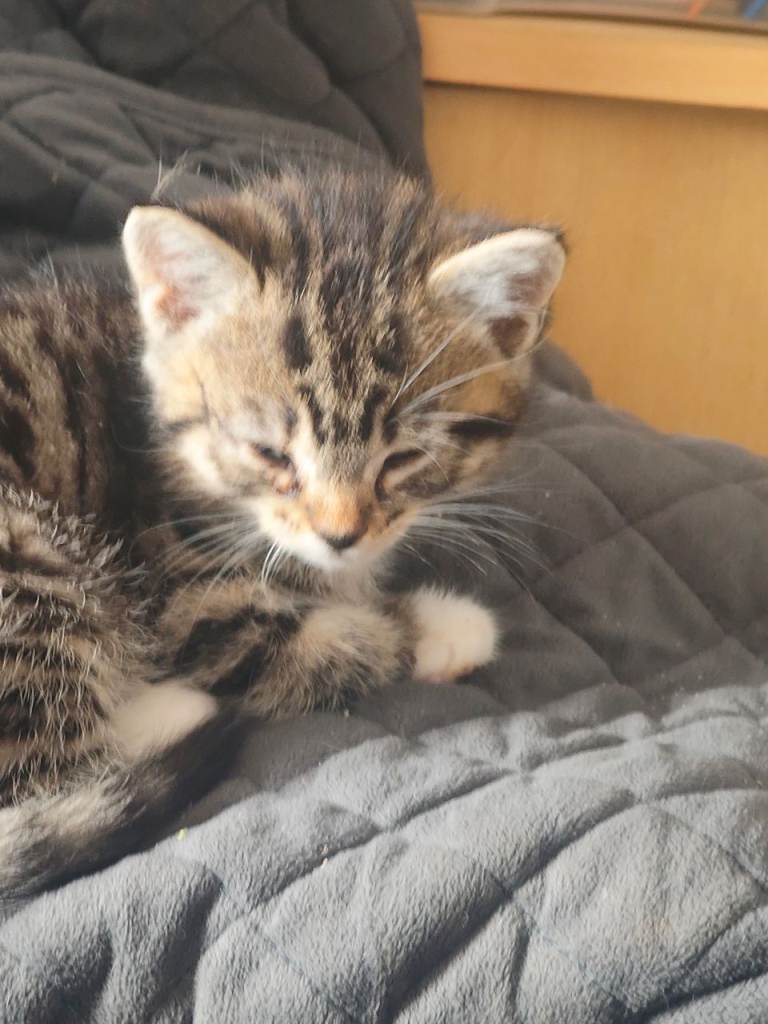 Little kittens 