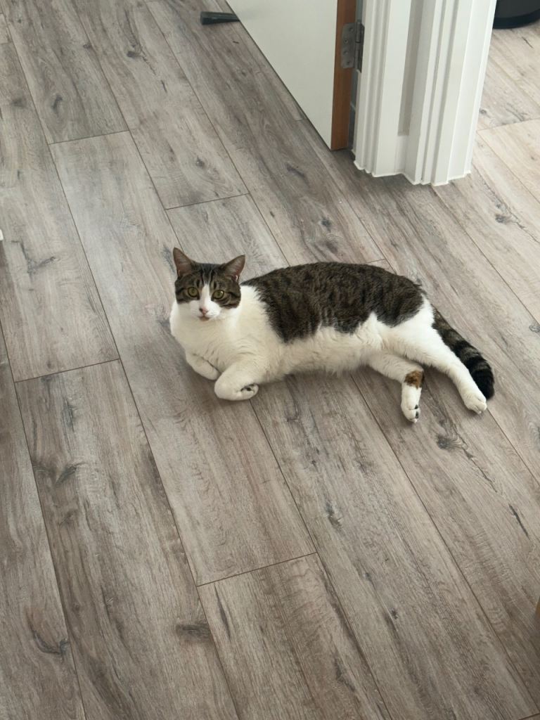 Loki 3-year-old neutered male cat looking for a loving new home 🖤