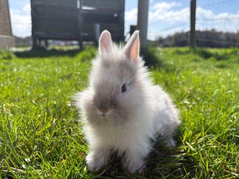 Lionhead rabbits - not ready until first week of may