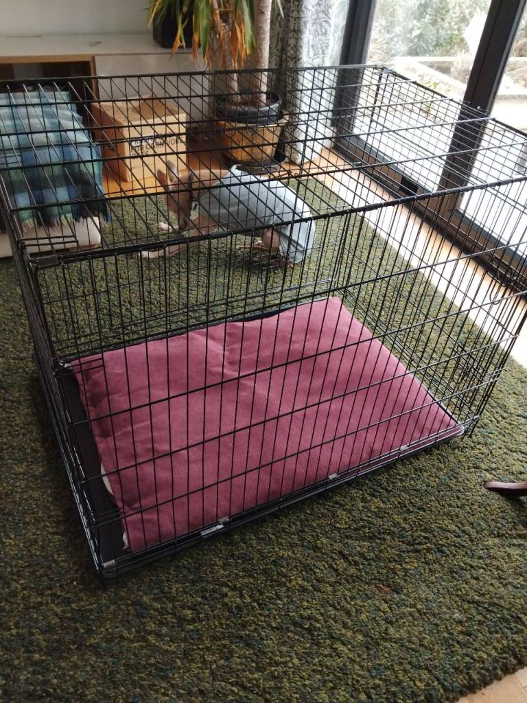 Large dog crate