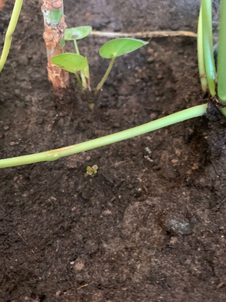 Chinese money plant - Pilea 