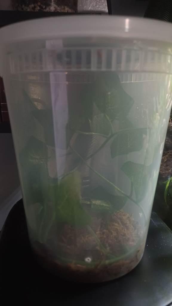 Ghost Mantis X3