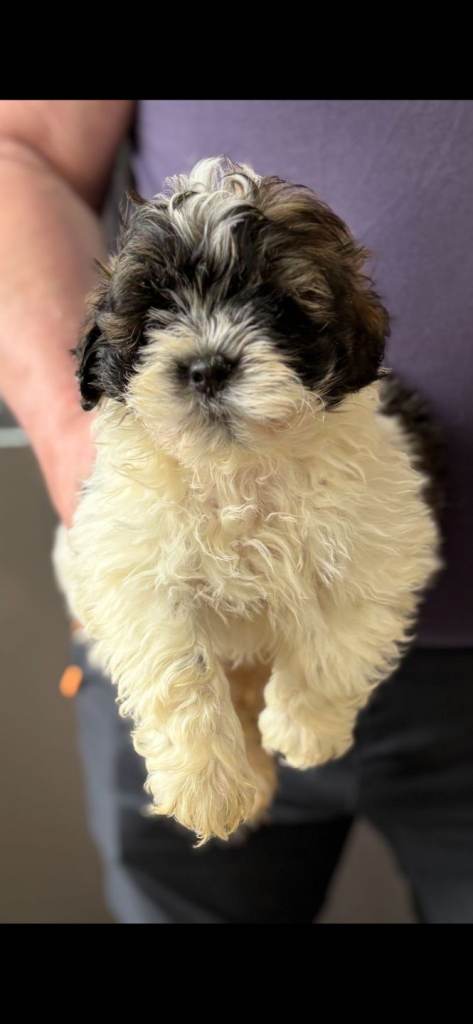 Shihpoo puppies