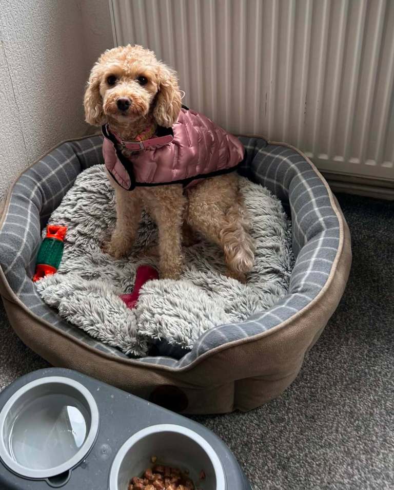 Cavapochoon