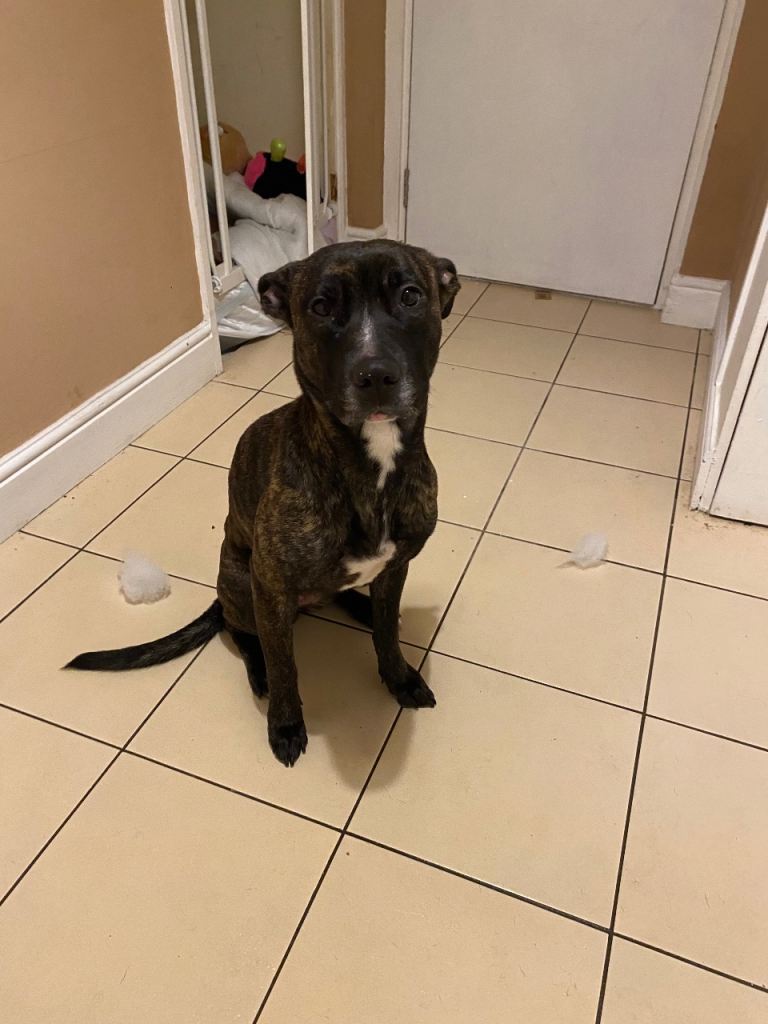 NYLA - Belgian malinois X Staffordshire bull terrier 