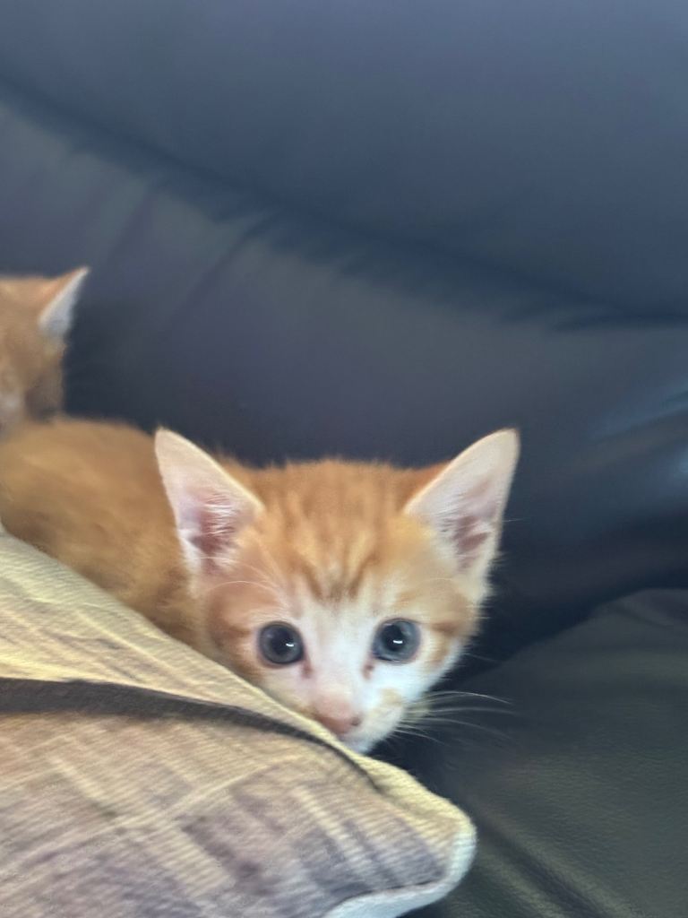 Two female kittens ready for new home 