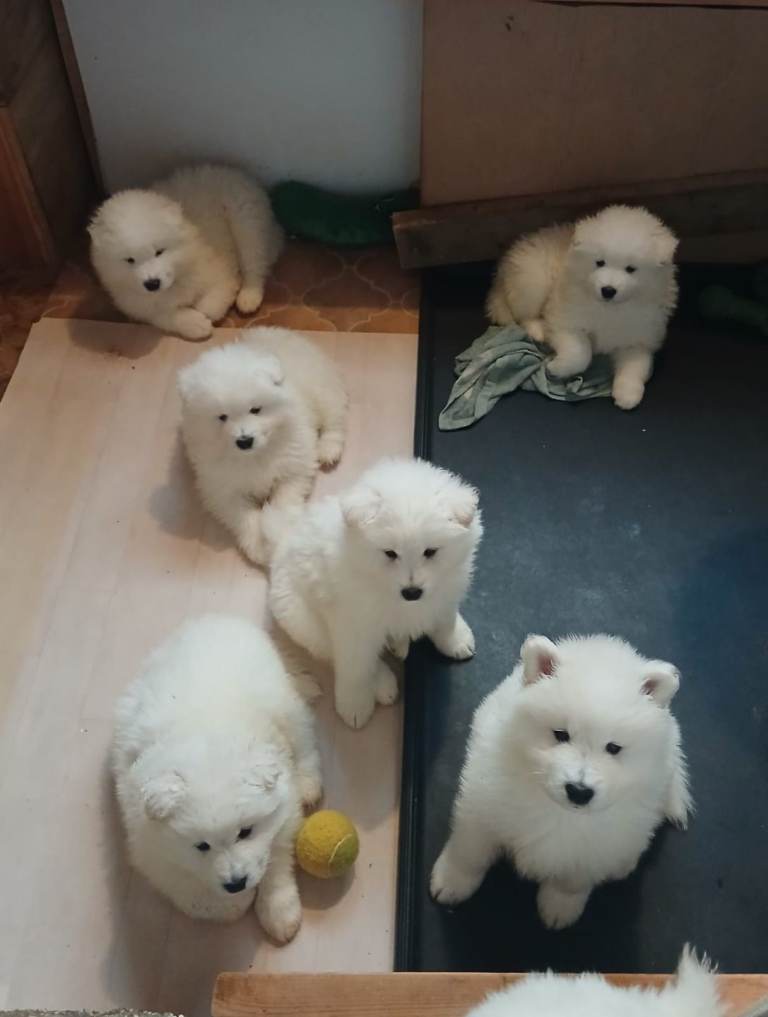 image for Adorable Samoyed puppies 