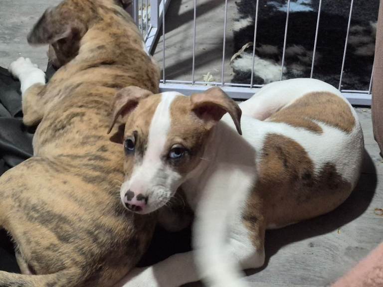 Beautiful Lurcher Puppies