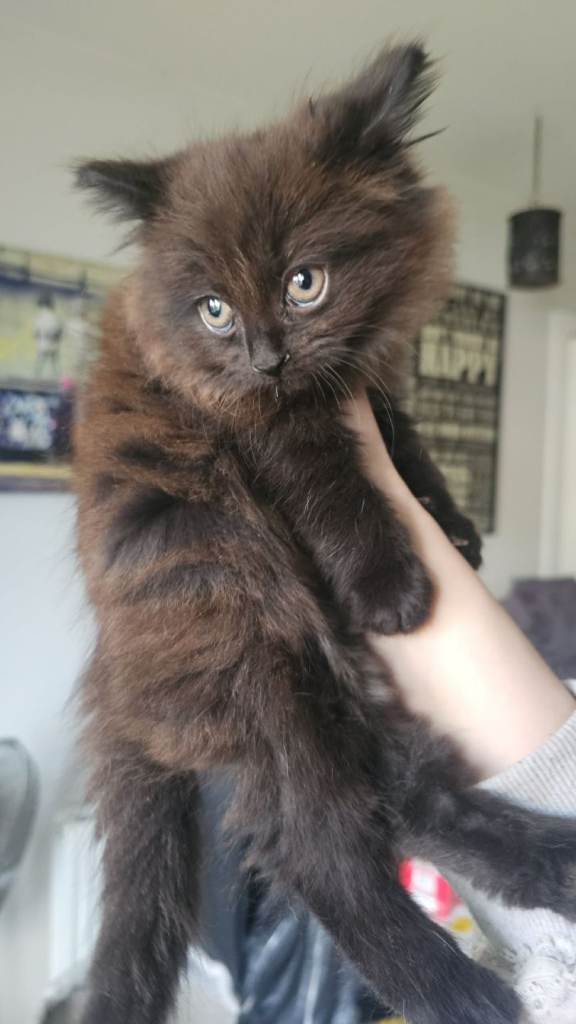 Ragdoll maine-coon x Blue Russian kittens ready for forever homes. £375
