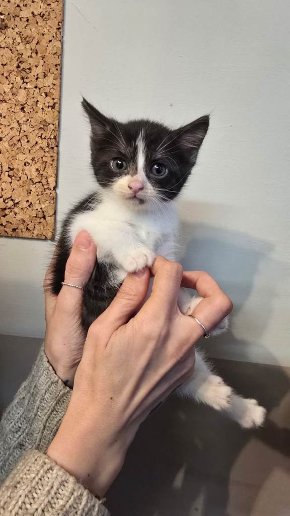 Ragdoll cross kitten (girl)