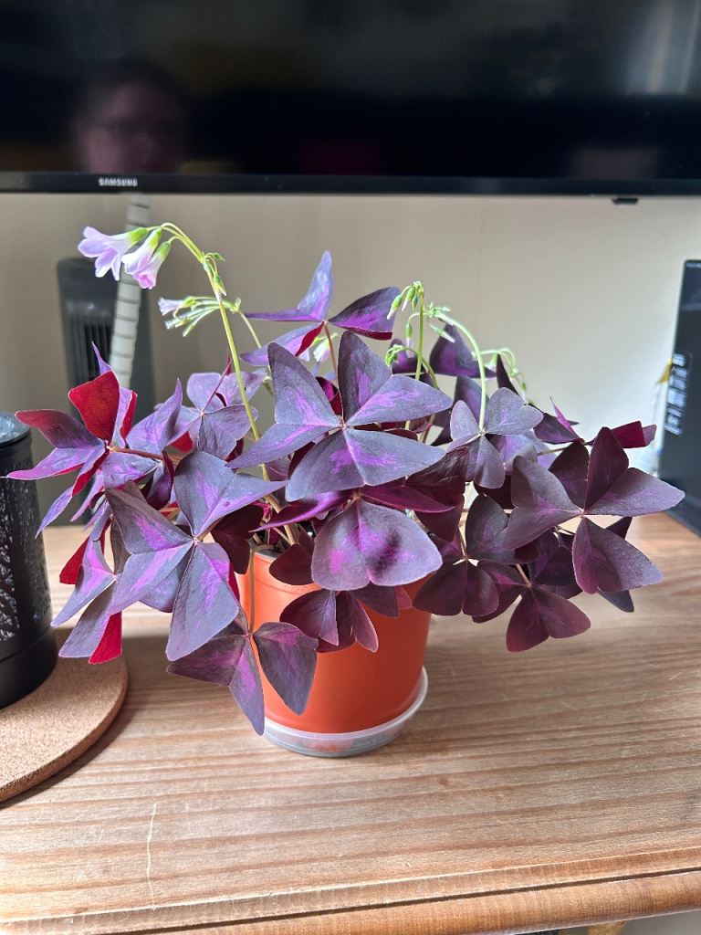 Oxalis Triangularis (Purple Shamrock)