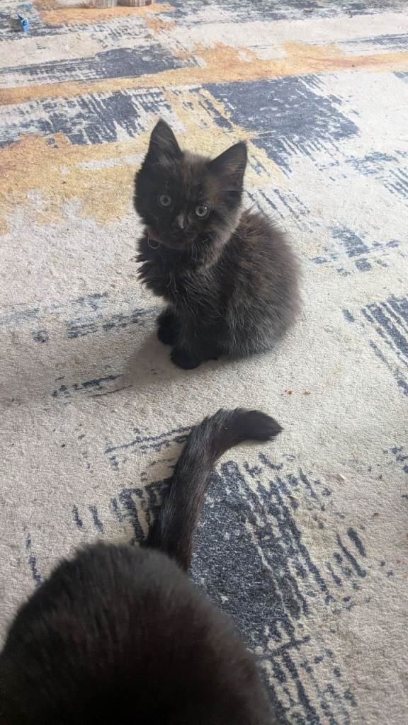 Kittens go with scratch house, blanket and some toy