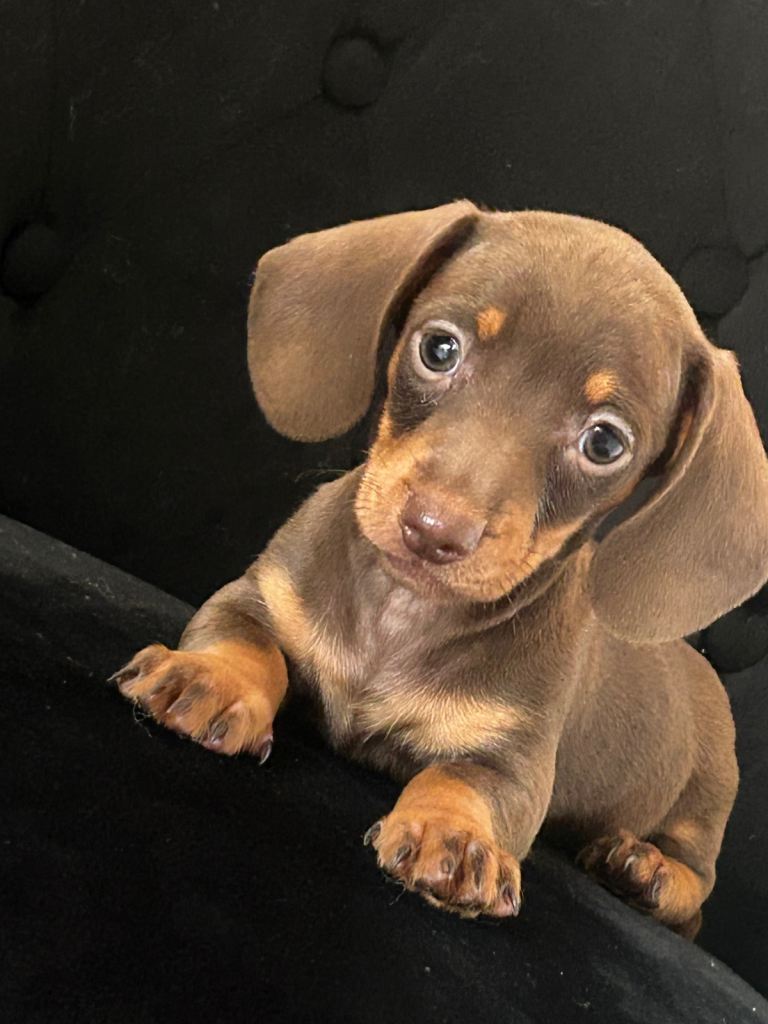 Miniature dachshund puppies 