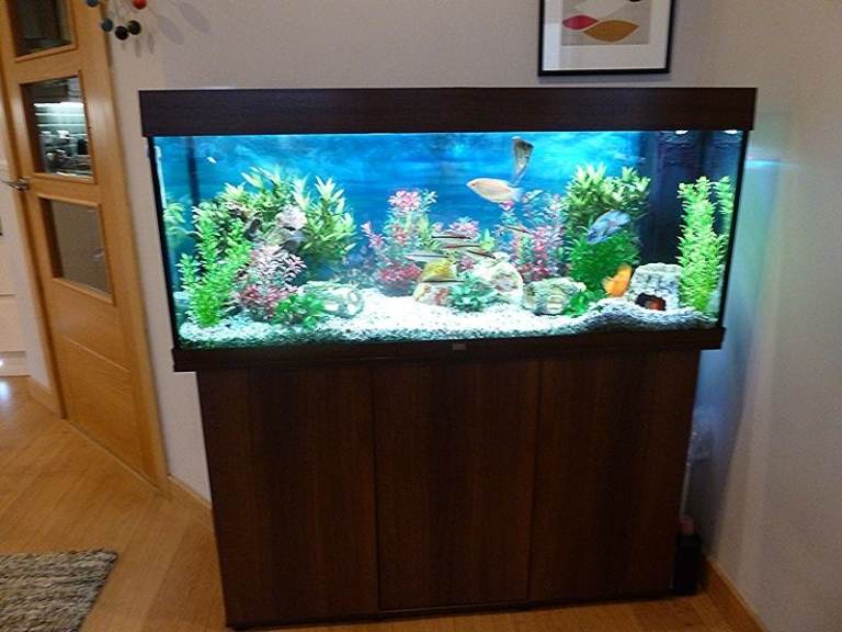 Juwel Rio 240 tropical fish tank 