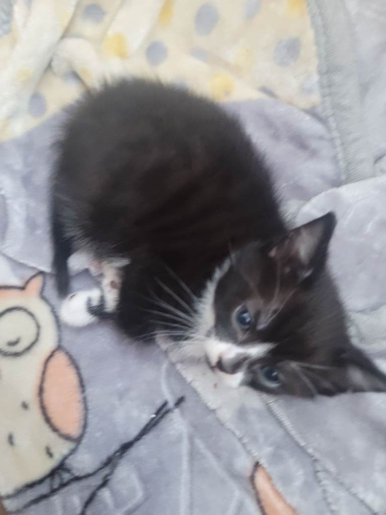 KITTEN NOW READY TO LEAVE 