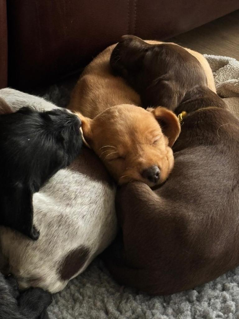 Pointervizsladoos pups 