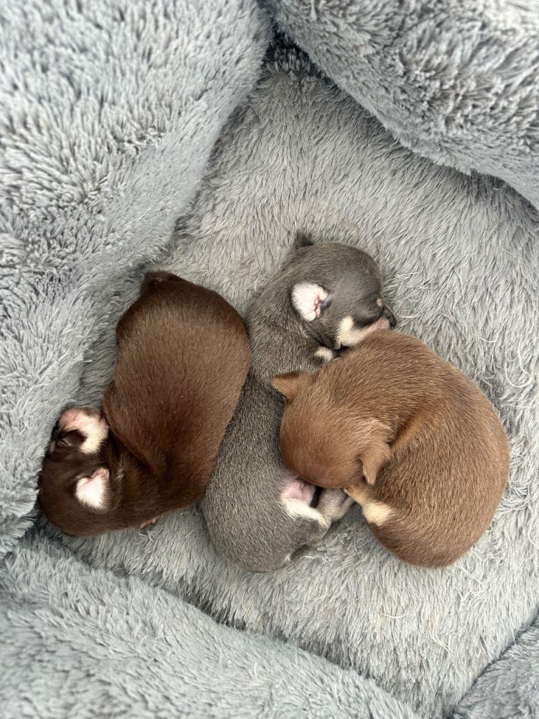 Beautiful chihuahua puppies 