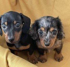 Miniature Dachshund Puppies