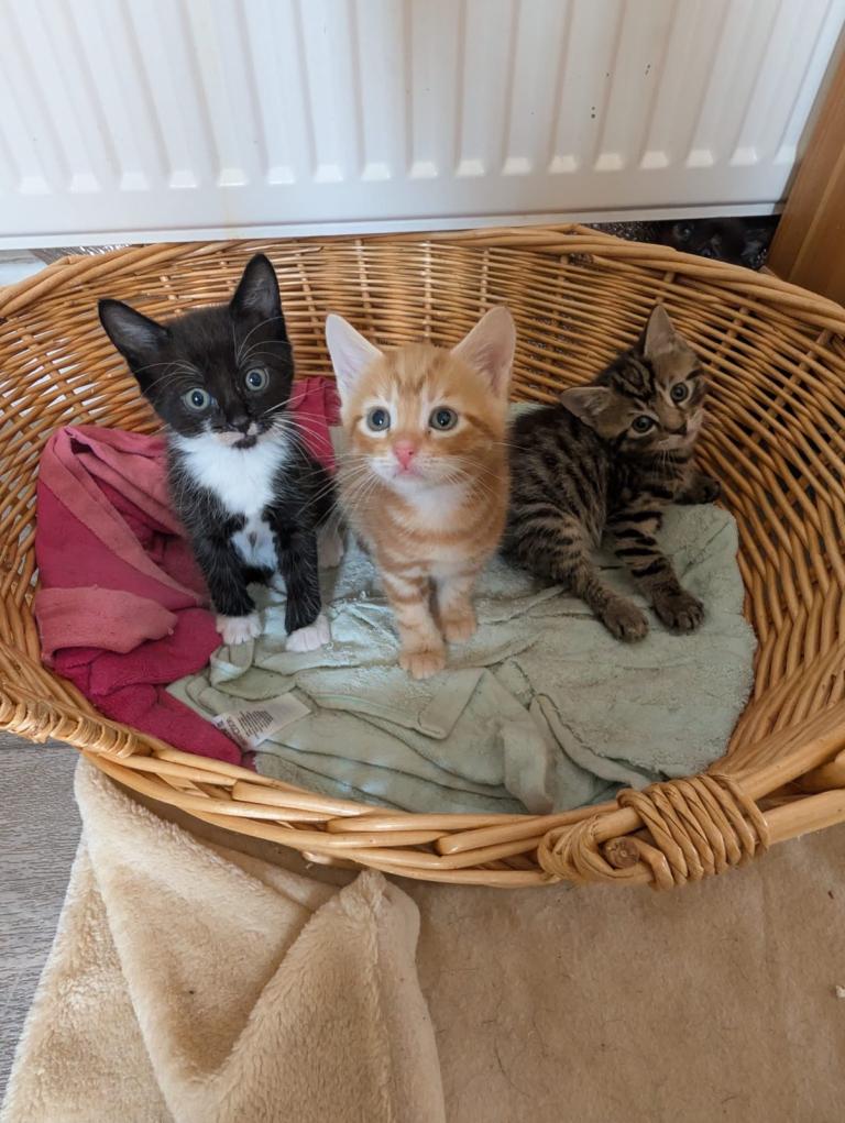 3 beautiful kittens 