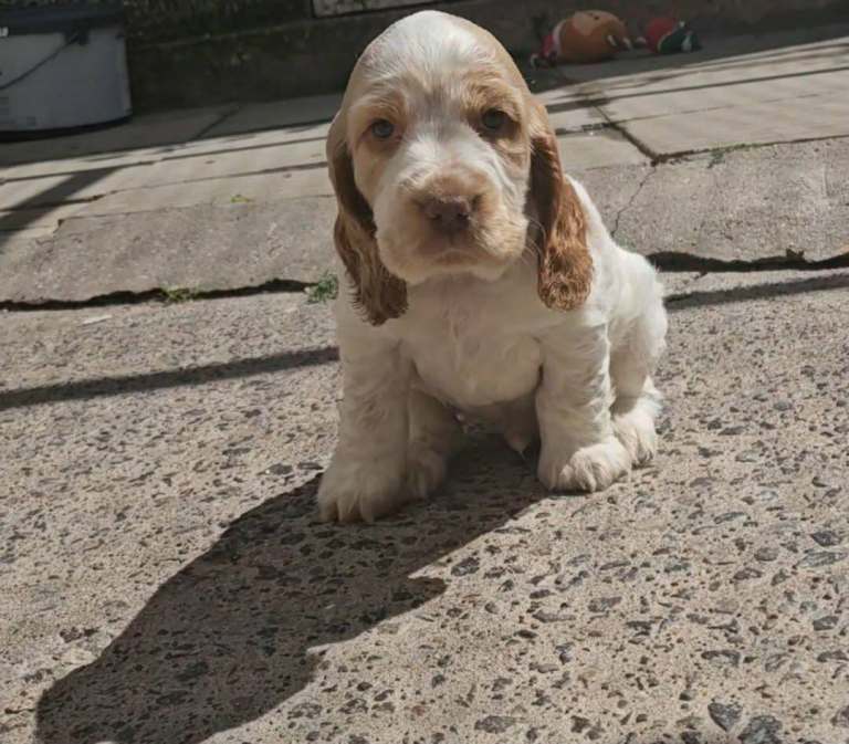 Kc show cocker spaniels