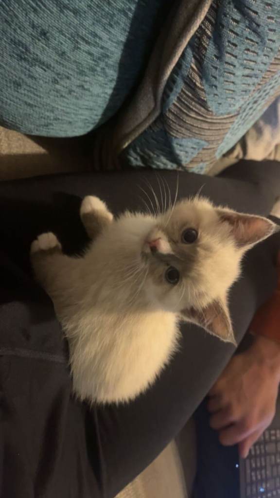 2 female kittens (sisters) ready to go