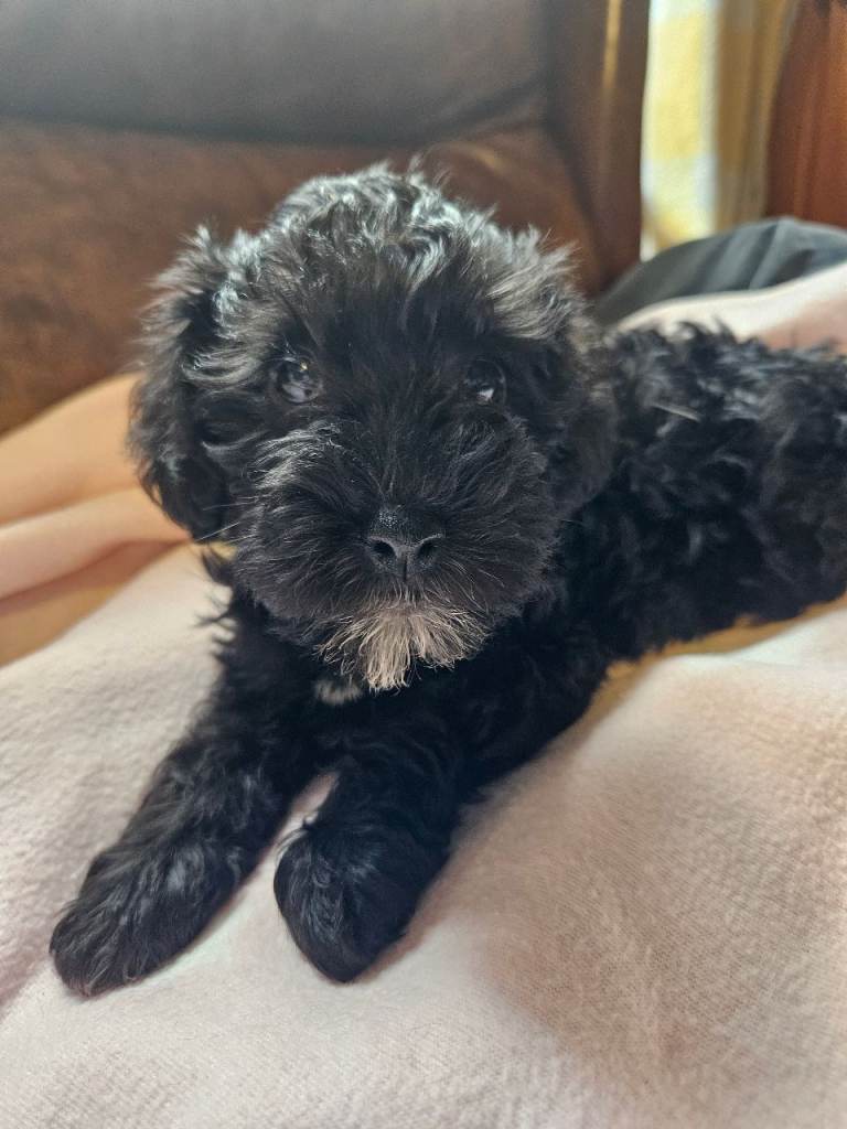 READY TO GO , WEE GIRL Beautiful Schnnodle Pup