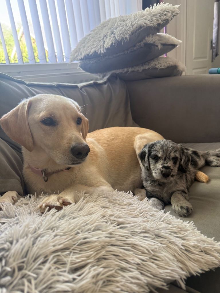 Quality F1 Merle and black miniature labradoodles 