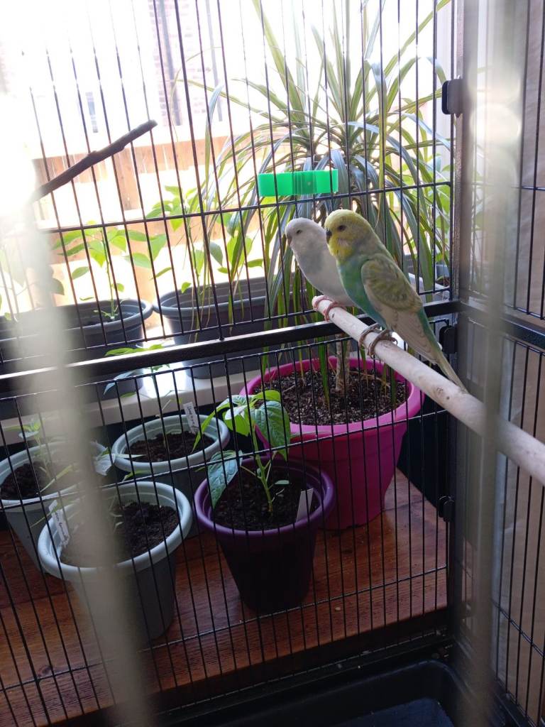 2 budgies in a large cage 