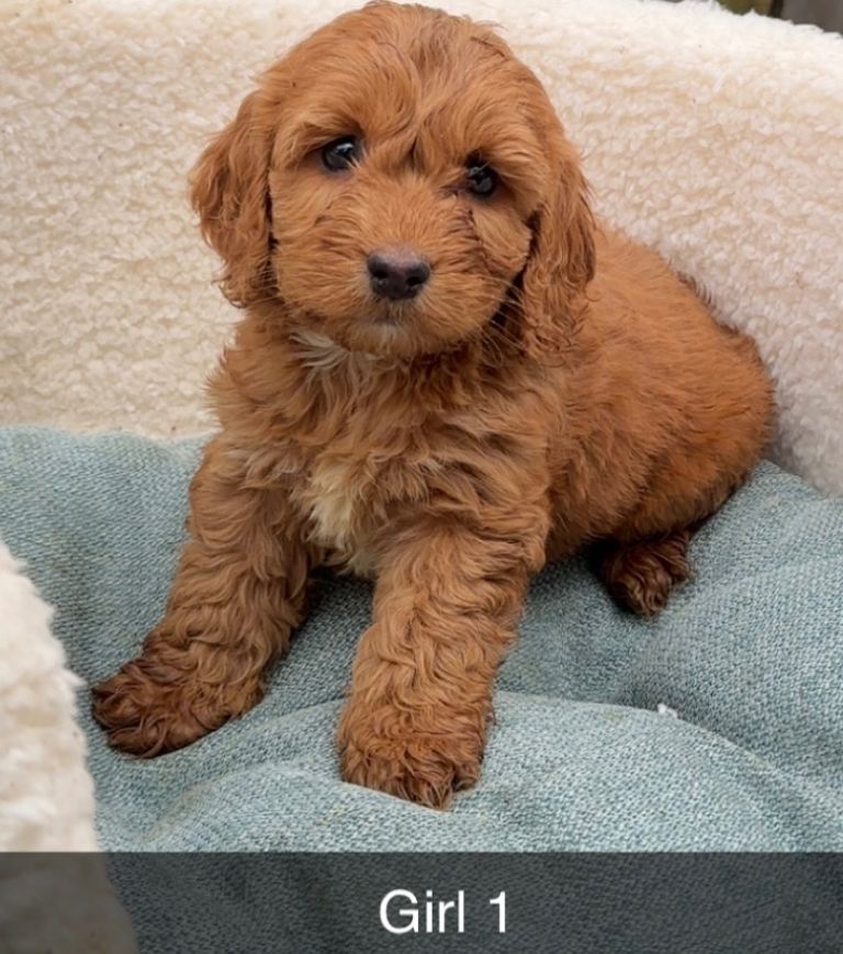 Rare sable F1 cockapoo puppies 