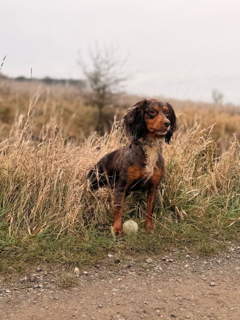 Cocker spaniel puppies 