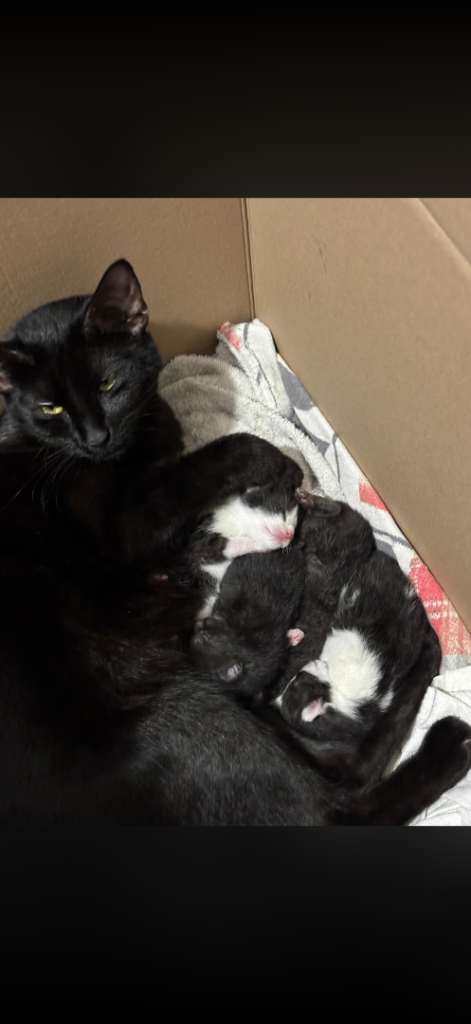 Beautiful kittens looking for there forever homes 🐈‍⬛