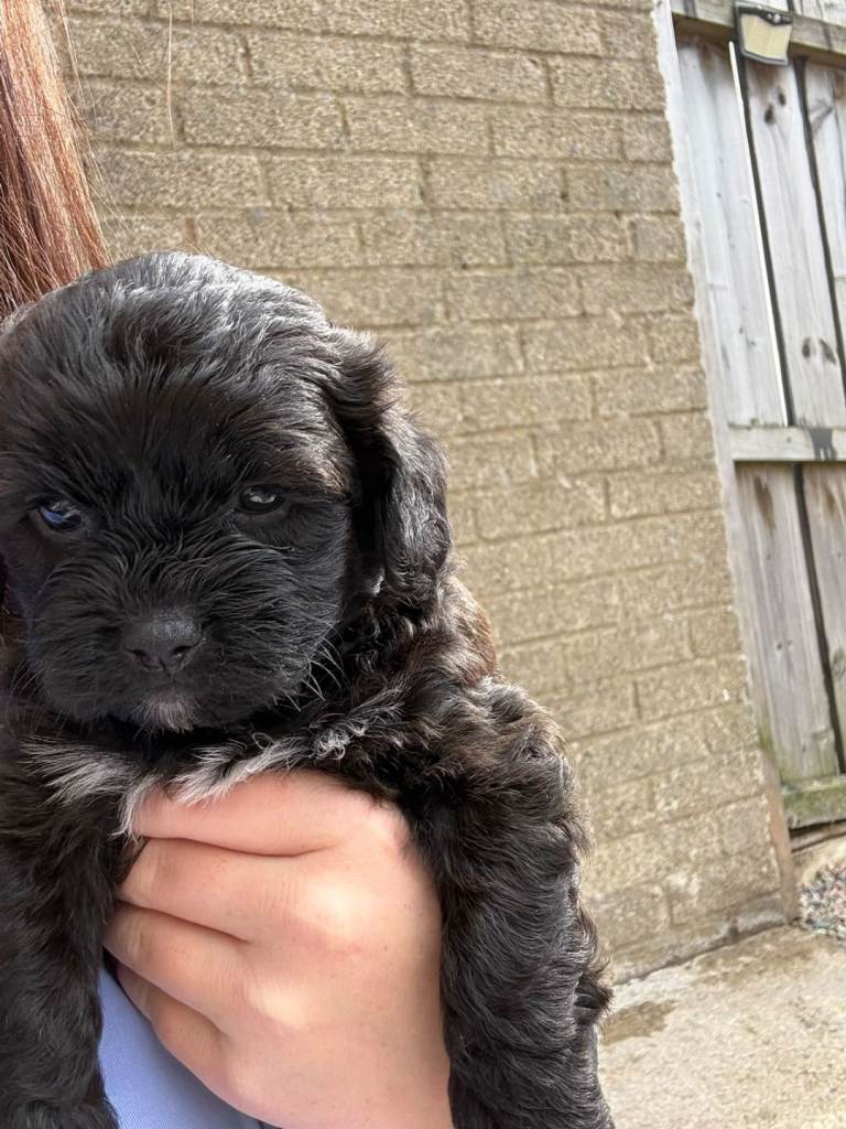 Last male pup for sale mixed cavapoo and shitzu 