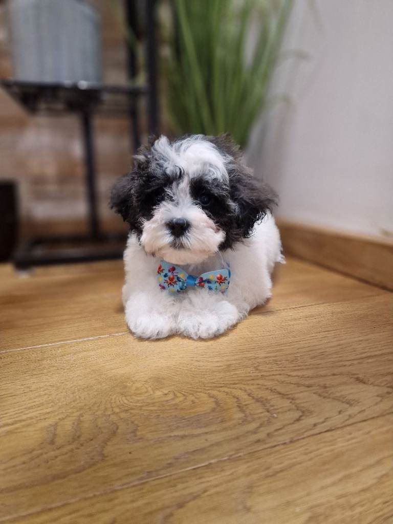 Malshipoo 