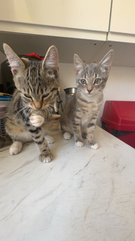 3 x kittens (1 x male 2 x female )