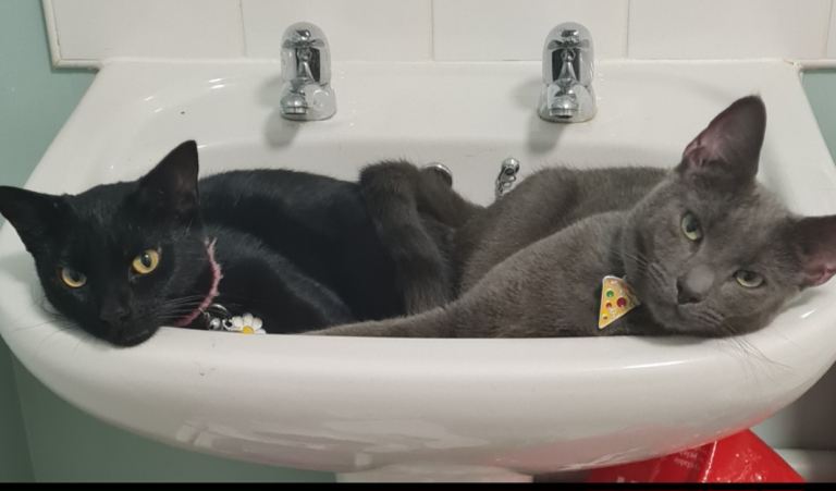 2 cats in need of rehoming 